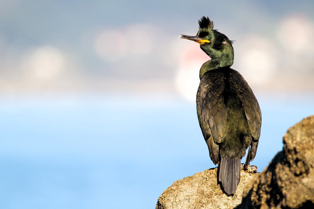 Cormorán moñudo